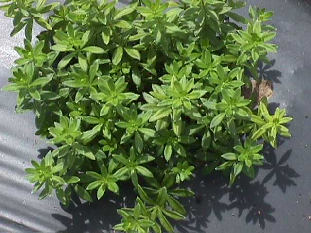 Plant photo of: Galium odoratum