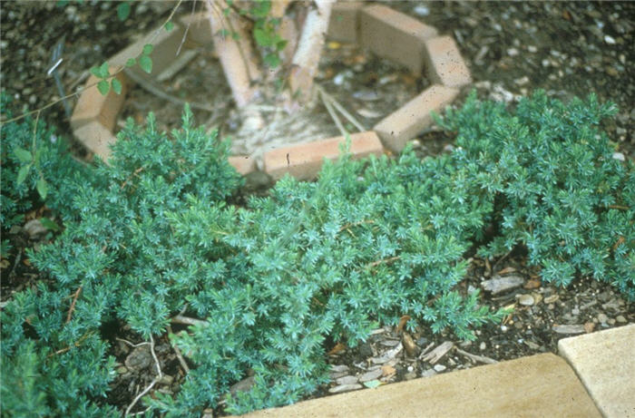 Juniperus r. conferta 'Blue Pacific'