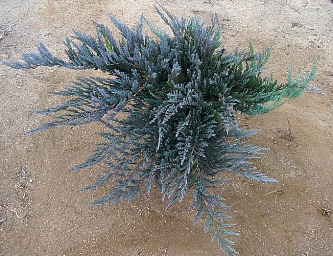 Juniperus horzontalis 'Bar Harbor'