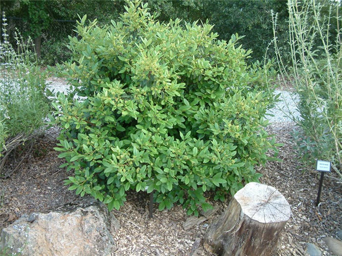 Plant photo of: Rhamnus californica 'Eve Case'