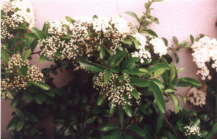 Plant photo of: Pyracantha coccinea