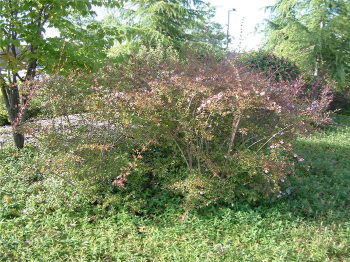 Abelia grandiflora X 'Edward Goucher'