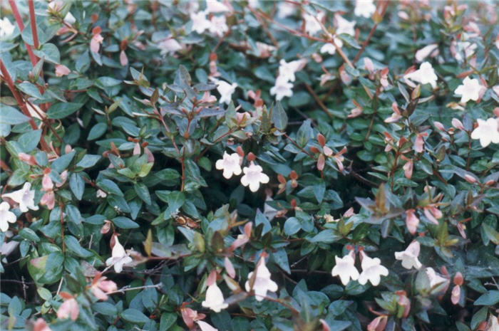 Plant photo of: Abelia grandiflora X 'Edward Goucher'
