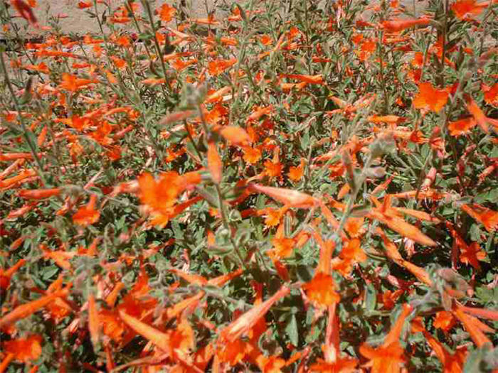 Plant photo of: Zauschneria californica 'Mexicana'