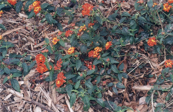 Plant photo of: Lantana 'Confetti'
