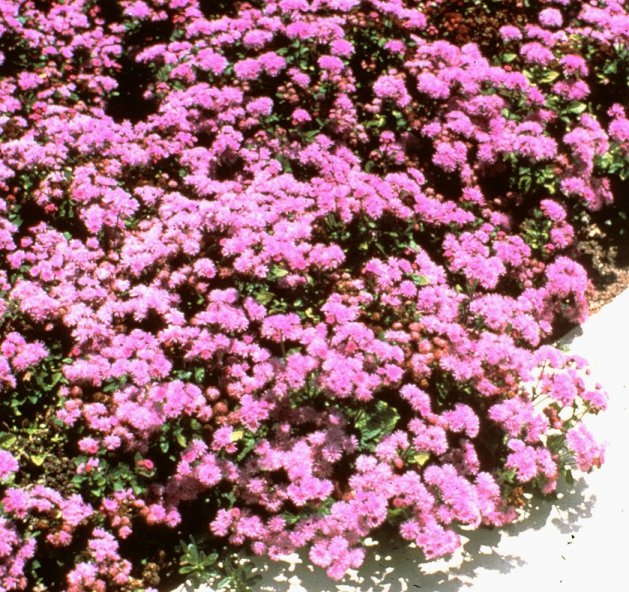 Plant photo of: Ageratum houstonianum