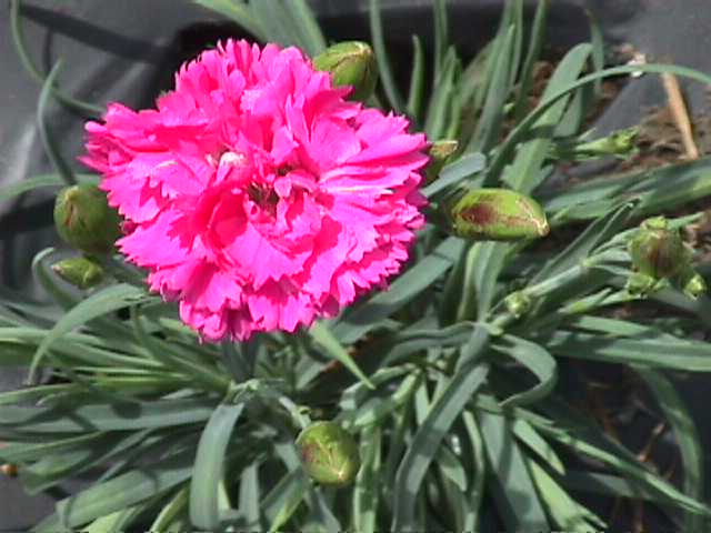 Carnation, Clove Pink