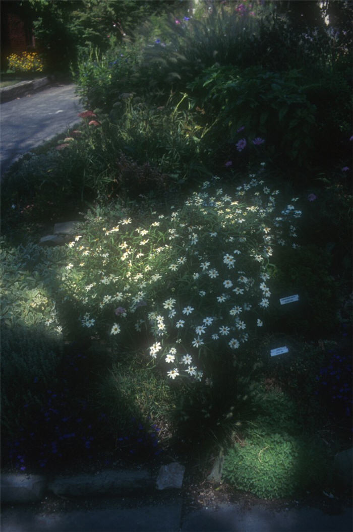Plant photo of: Zinnia angustifolia 'Classic'