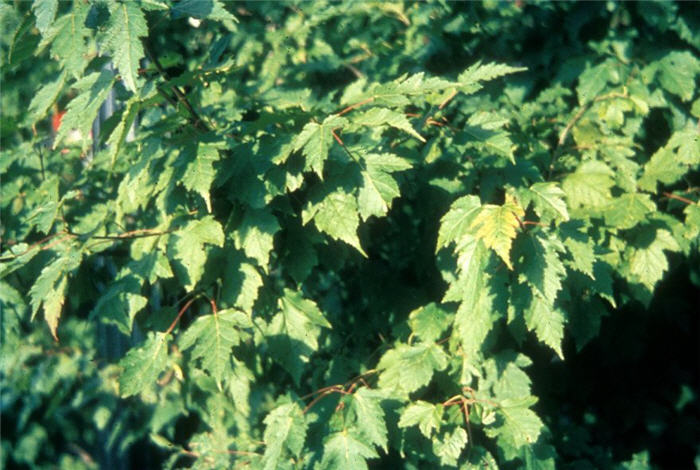 Plant photo of: Acer tartaricum ginnala