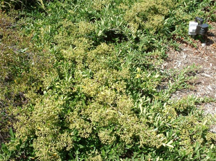 Plant photo of: Pyracantha koidzumii 'Santa Cruz'