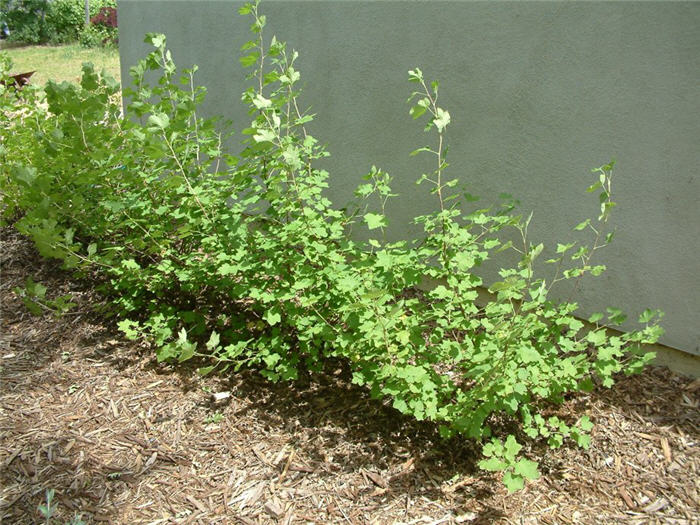 Plant photo of: Ribes sanguineum