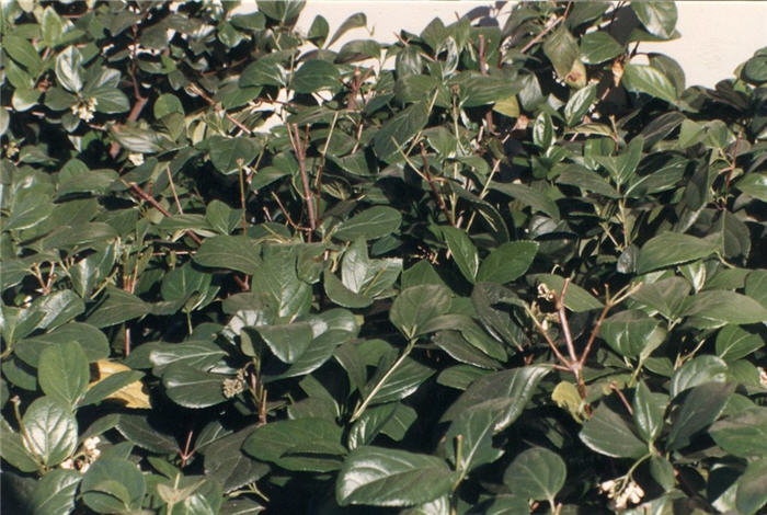 Plant photo of: Viburnum suspensum