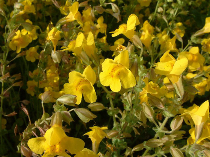 Plant photo of: Mimulus X hybridus