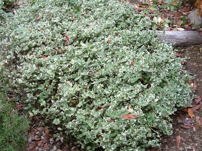 Plant photo of: Hedera helix 'Variegata'