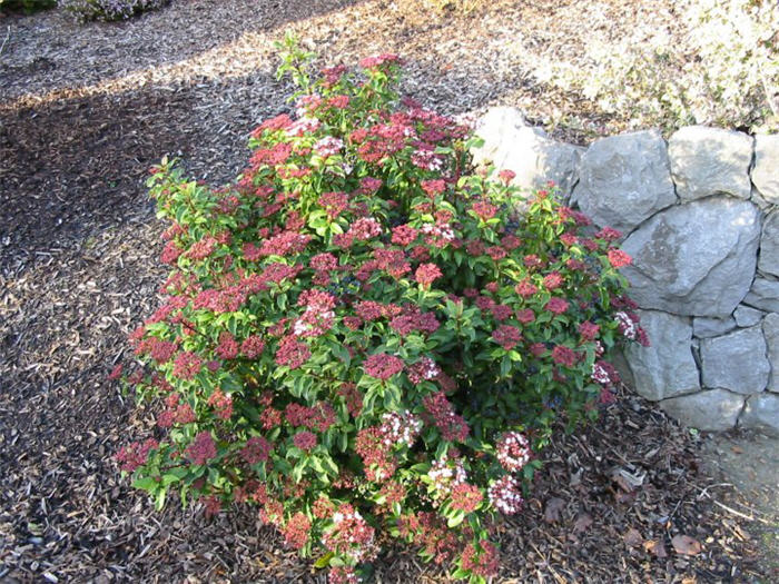 Plant photo of: Viburnum tinus 'Spring Bouquet'