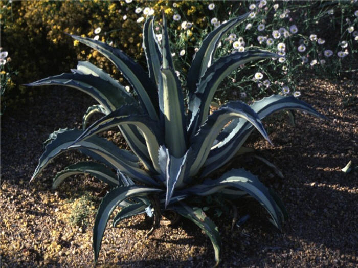 Plant photo of: Agave americana medio-picta