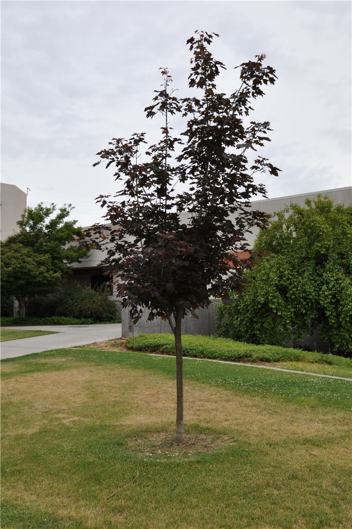 Plant photo of: Acer platanoides