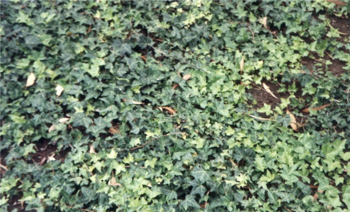 Plant photo of: Hedera helix 'Hahnsii'