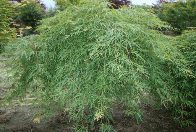 Plant photo of: Acer palmatum 'Dissectum'