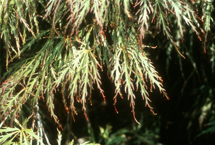 Plant photo of: Acer palmatum 'Dissectum'